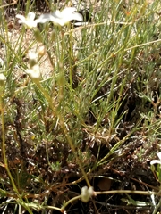 Eremogone ferrisiae