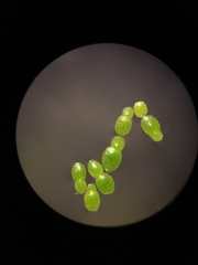 Wolffia brasiliensis