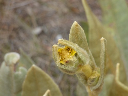 Espeletia occidentalis, photograph 1