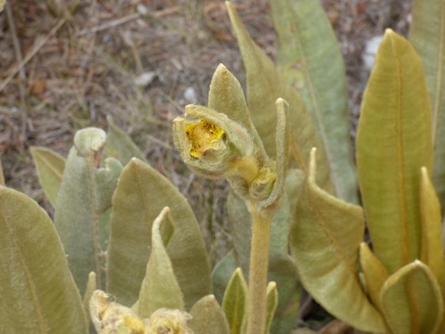 Espeletia occidentalis, photograph 2
