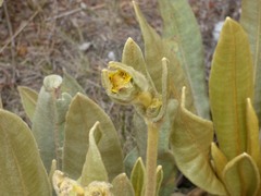 Espeletia occidentalis, photograph (c) Luis G Restrepo, some rights reserved (CC BY)