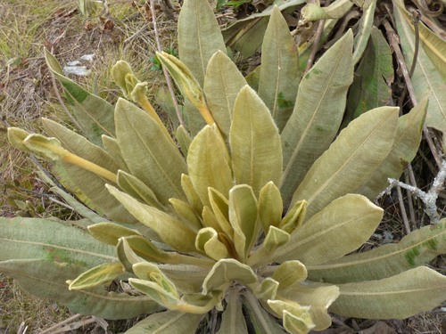Espeletia occidentalis, photograph 3