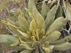 Espeletia occidentalis, photograph (c) Luis G Restrepo, some rights reserved (CC BY)