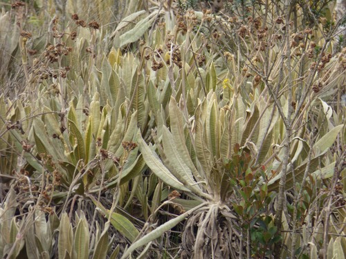 Espeletia occidentalis, photograph 4