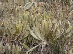 Espeletia occidentalis, photograph (c) Luis G Restrepo, some rights reserved (CC BY)