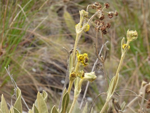 Espeletia occidentalis, photograph 5