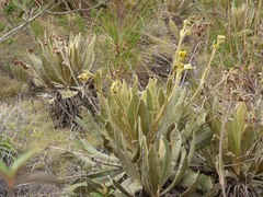 Espeletia occidentalis, photograph (c) Luis G Restrepo, some rights reserved (CC BY)