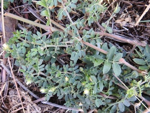 Image of Kallstroemia parviflora by (c) saltyhiker, some rights reserved (CC BY)