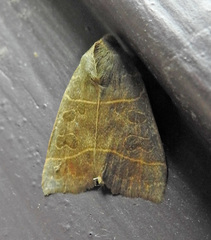 Ipimorpha pleonectusa