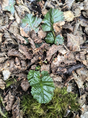 Image of Rubus geoides by (c) Pablo, some rights reserved (CC BY)