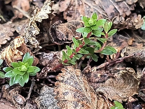 Image of Gaultheria pumila by (c) Pablo, some rights reserved (CC BY)