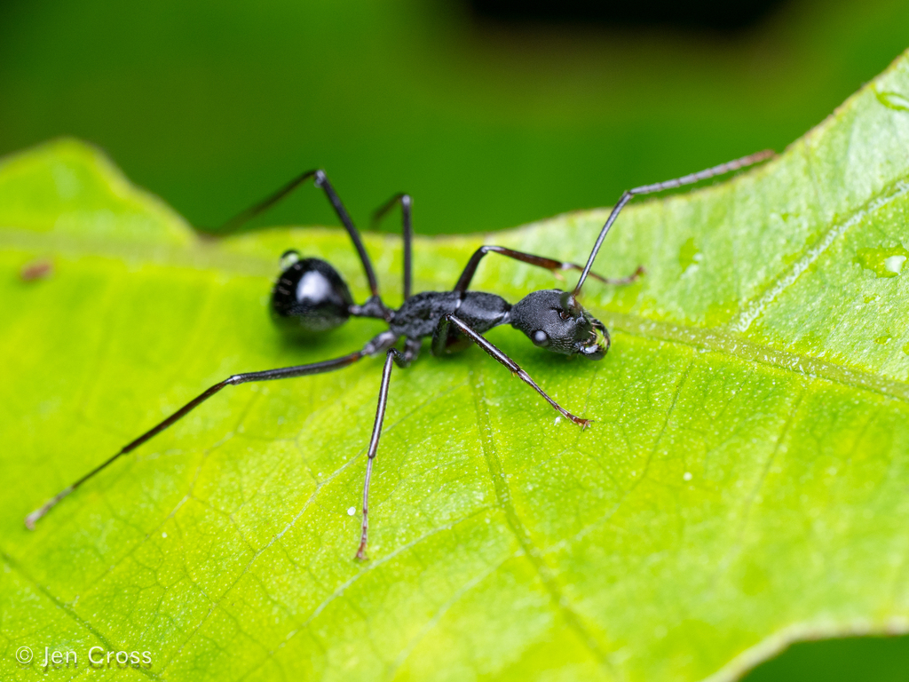 Camponotus apicalis