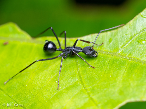 Camponotus apicalisCamponotus apicalis