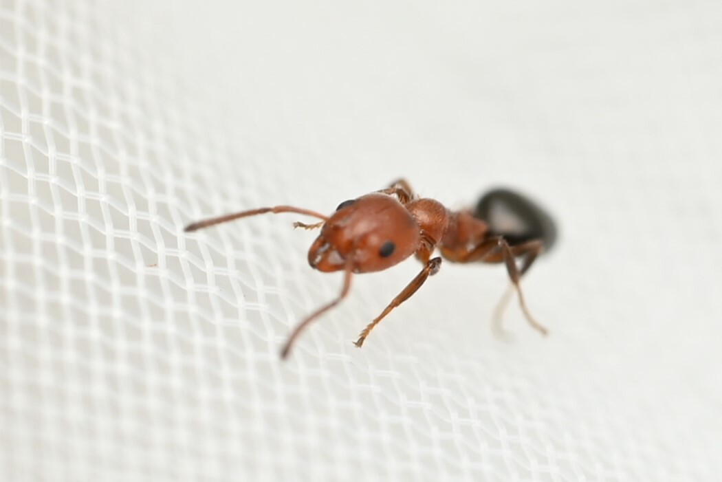 Froggattella latispina