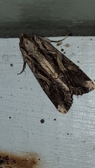 Spodoptera dolichos