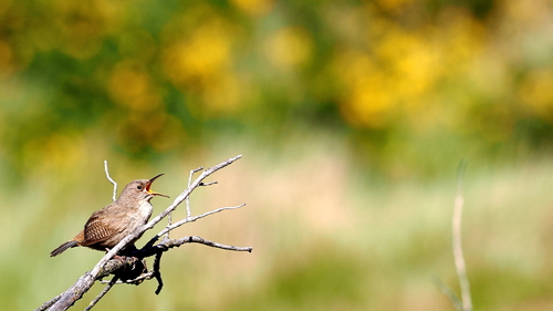 Cobb's Wren (Troglodytes cobbi), photo 5