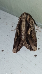 Spodoptera dolichos