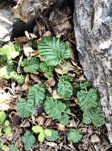 Image of Rubus geoides by (c) Pablo, some rights reserved (CC BY)