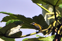 Spindalis portoricensis