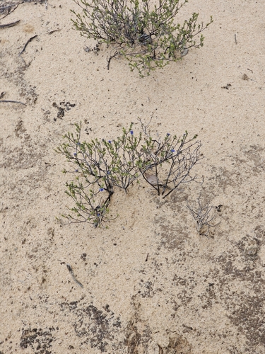 Halgania cyanea, photograph 1