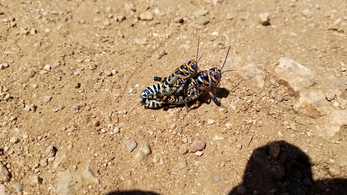 Dactylotum bicolor