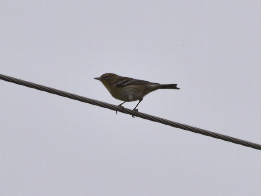 Pine warbler from dorchester county sc usa on november 3 2024 at 05 