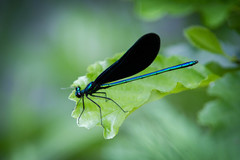 Calopteryx maculata