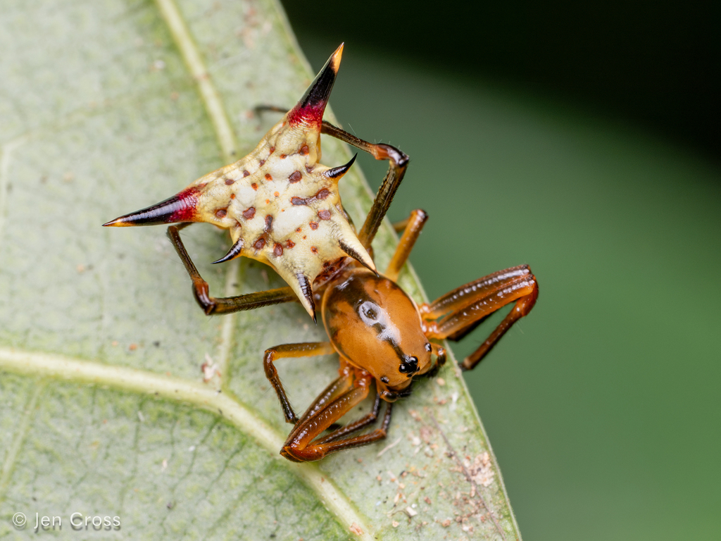 Micrathena acuta