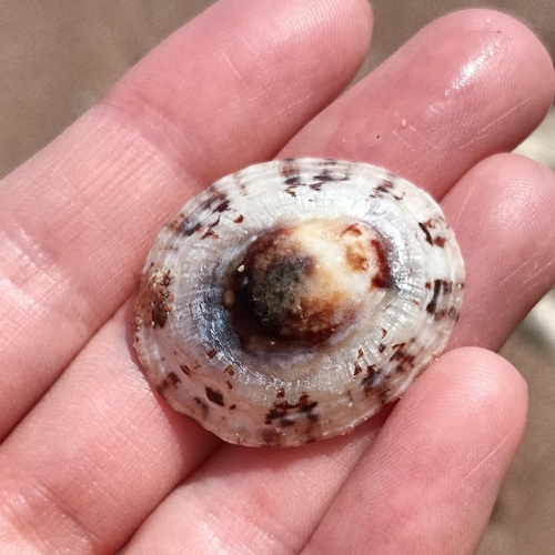 Rayed Limpet