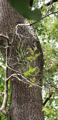 Viscum liquidambaricola, photograph author not stated, no rights reserved