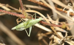 Oecanthus argentinus