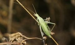 Oecanthus argentinus