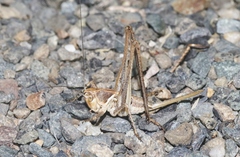 Clinopleura minuta