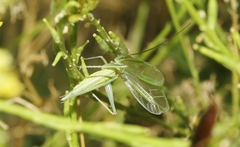 Oecanthus argentinus