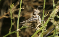 Clinopleura minuta