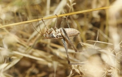 Clinopleura minuta