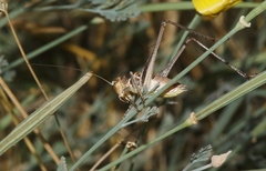 Clinopleura minuta