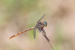 Aphylla angustifolia