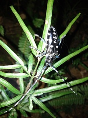 Anoplophora macularia