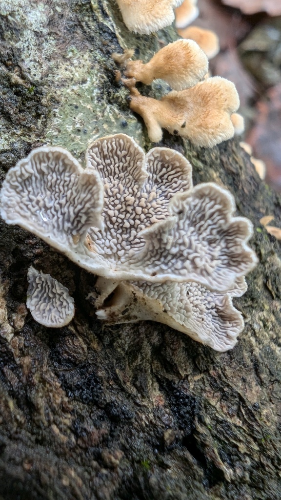 Plicatura crispa · November 2024 · photo: © atsushi_nakajima_cirque (iNaturalist, cc-by)