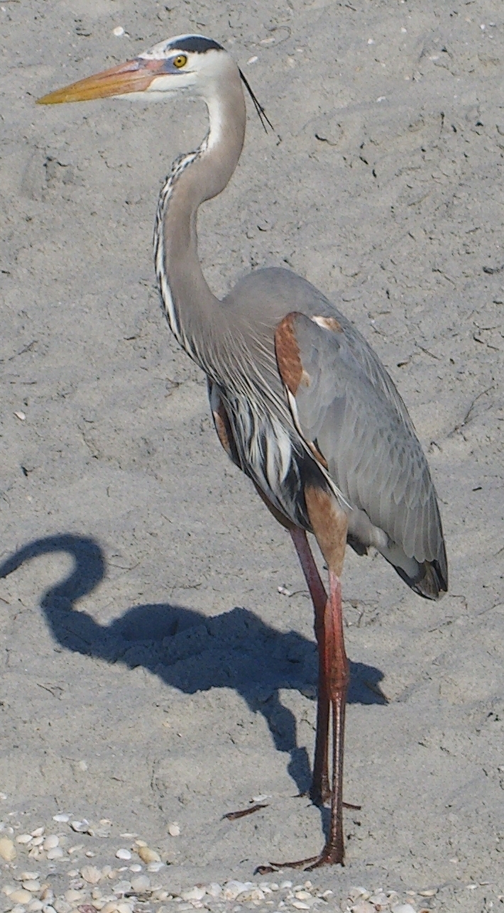 Garza Morena (Ardea herodias) · NaturaLista Mexico