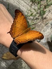 Vindula dejone erotella