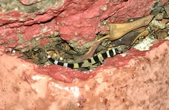 Sphaerodactylus torrei
