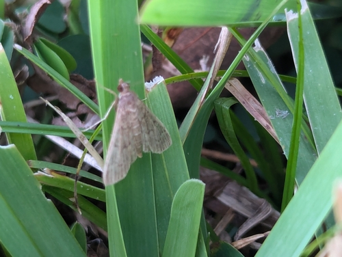 Dusky Herpetogramma Moth photo 6