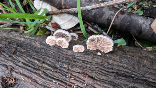 Schizophyllum commune