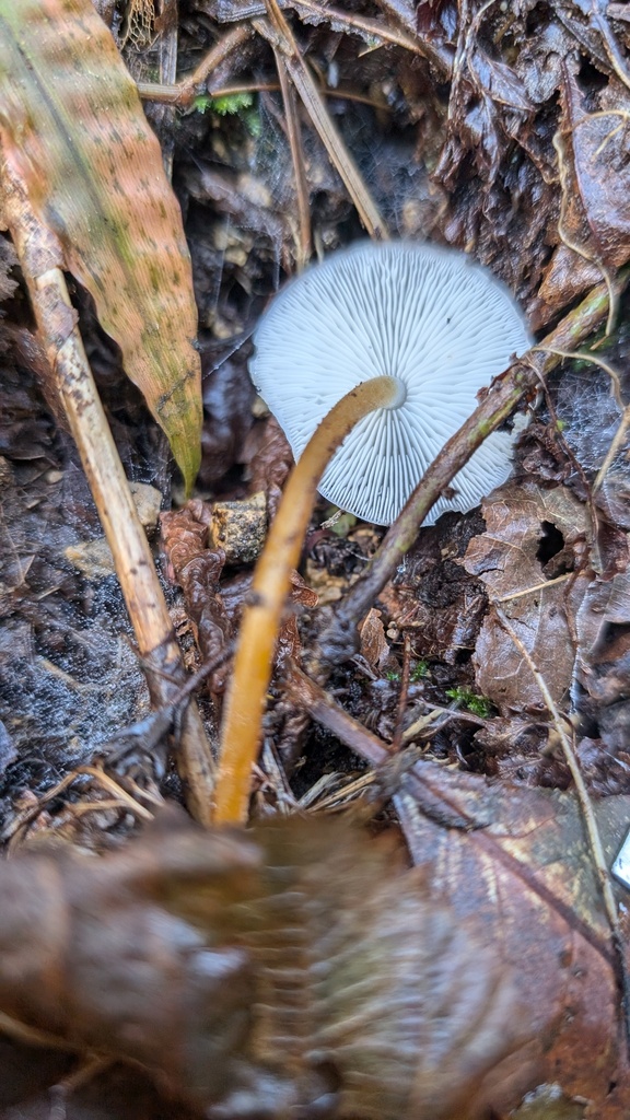 Strobilurus ohshimae · November 2024 · photo: © atsushi_nakajima_cirque (iNaturalist, cc-by)