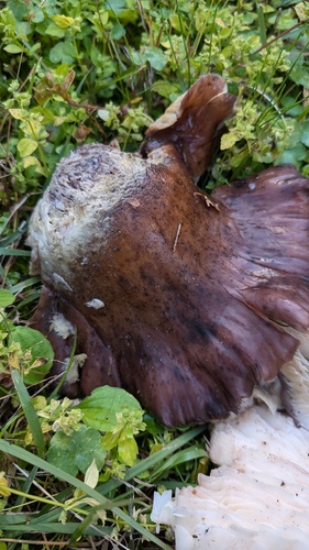 Omphalotus japonicus