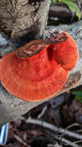 Trametes coccinea