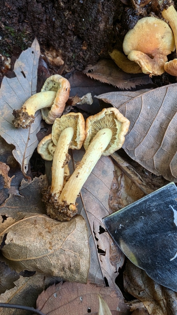 Hypholoma fasciculare · November 2024 · photo: © atsushi_nakajima_cirque (iNaturalist, cc-by)
