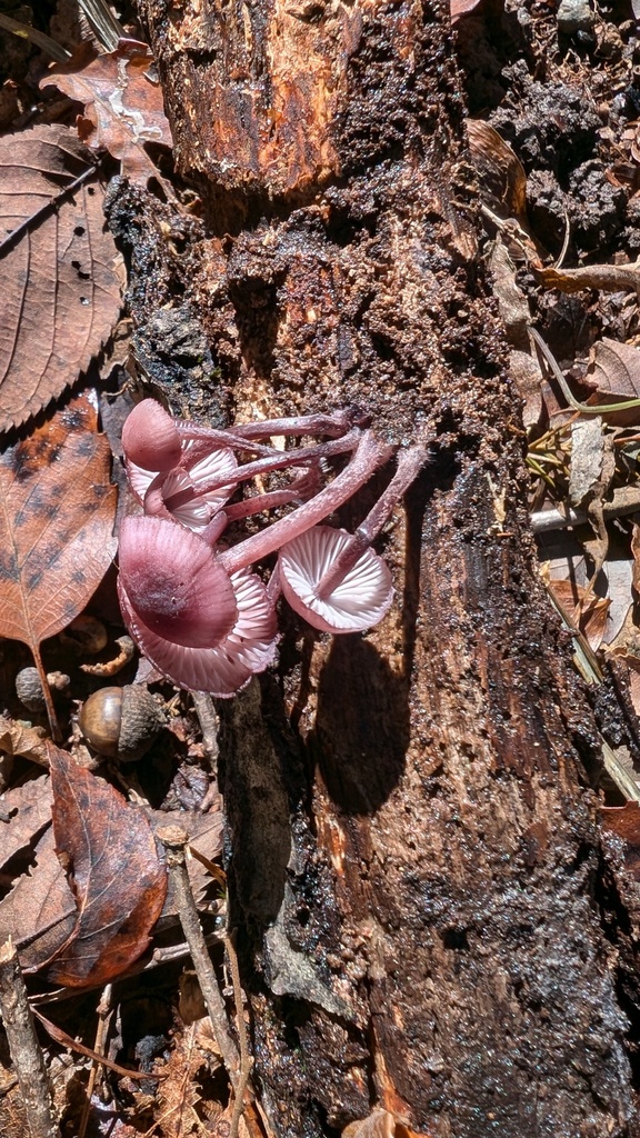 Mycena haematopus · November 2024 · photo: © atsushi_nakajima_cirque (iNaturalist, cc-by)